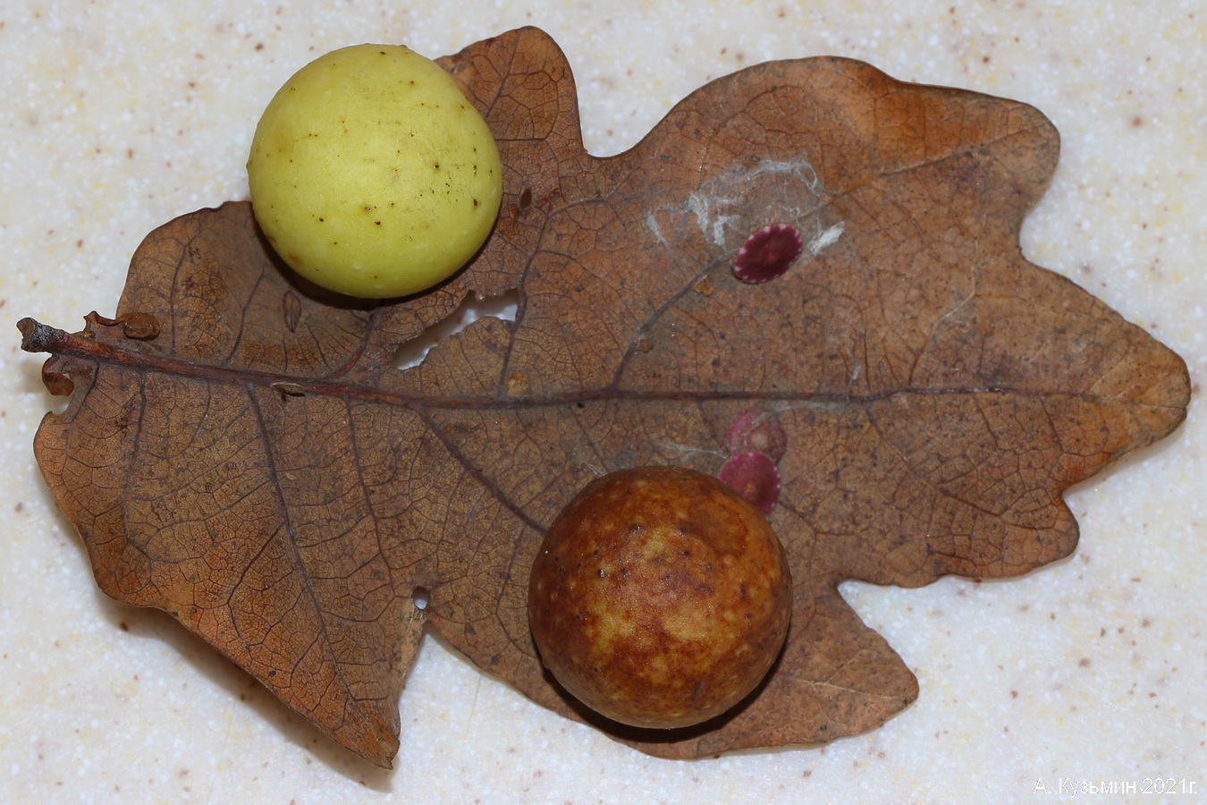 Обыкновенная дубовая орехотворка или орехотворка яблоковидная (Cynips quercusfolii)